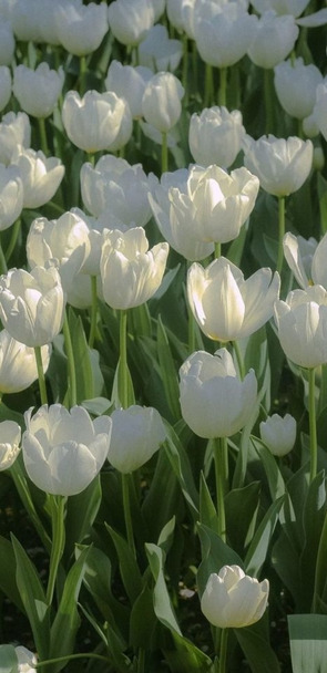 ảnh nền iphone hoa tulip