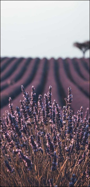 ảnh nền iphone hoa lavender