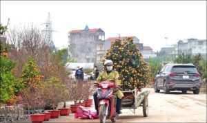 Tổng hợp một số ảnh nền vui nhộn để ghép ảnh chở quất